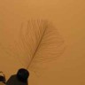 CDC Feathers from Goose (natural gray)